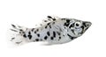 Dalmatian Molly - Poecilia latipinna Royalty Free Stock Photo