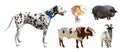 Dalmatian and other farm animals. Isolated over white Royalty Free Stock Photo