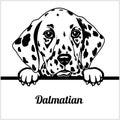 Dalmatian - Peeking Dogs - - breed face head isolated on white Royalty Free Stock Photo