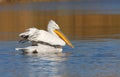 Dalmatian pelican