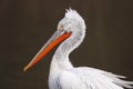 Dalmatian pelican Royalty Free Stock Photo