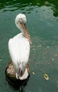 Dalmatian Pelican Royalty Free Stock Photo