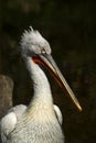 Dalmatian pelican