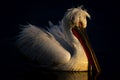 Dalmatian pelican with catchlight on calm lake Royalty Free Stock Photo