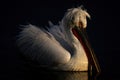 Dalmatian pelican with catchlight on calm lake