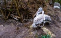 Dalmatian pelican couple together, water birds from Europe