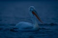 Dalmatian pelican floating on lake in profile Royalty Free Stock Photo