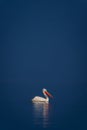 Dalmatian pelican floats on calm blue lake