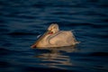 Dalmatian pelican floats resting beak on neck Royalty Free Stock Photo