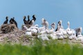 Dalmatian pelican and great cormorant nest colony Royalty Free Stock Photo