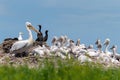 Dalmatian pelican and great cormorant nest colony Royalty Free Stock Photo