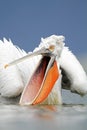 Dalmatian Pelican