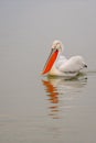 A Dalmatian pelican