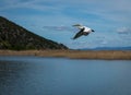 Dalmatian Pelican on Lake Prespa, Greece Royalty Free Stock Photo