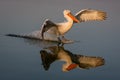 A Dalmatian pelican landing on the water