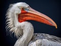 Dalmatian Pelican Made With Generative AI illustration