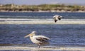 Dalmatian Pelican Molested by Yellow-legged Gull