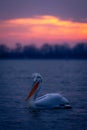 Dalmatian pelican paddles across lake in profile Royalty Free Stock Photo