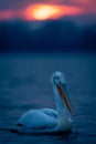 Dalmatian pelican paddling across lake in profile Royalty Free Stock Photo