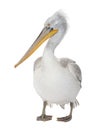 Dalmatian Pelican - Pelecanus crispus(18 months) Royalty Free Stock Photo