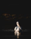 Dalmatian pelican or pelecanus crispus fine art isolated black background bird portrait with reflection in water in winter Royalty Free Stock Photo