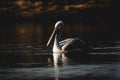 Dalmatian pelican or pelecanus crispus fine art isolated black background bird portrait with reflection in water in winter Royalty Free Stock Photo