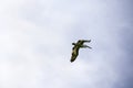 Dalmatian Pelican  in flight. Danube Delta, Romania Royalty Free Stock Photo