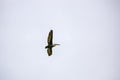 Dalmatian Pelican  in flight. Danube Delta, Romania Royalty Free Stock Photo