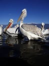 Dalmatian pelican, Pelecanus crispus