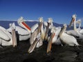 Dalmatian pelican, Pelecanus crispus