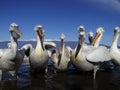 Dalmatian pelican, Pelecanus crispus