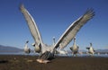 Dalmatian pelican, Pelecanus crispus