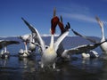 Dalmatian pelican, Pelecanus crispus