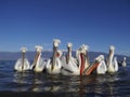 Dalmatian pelican, Pelecanus crispus