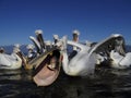 Dalmatian pelican, Pelecanus crispus