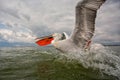 Dalmatian pelican