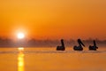 Dalmatian pelican, Pelecanus crispus, in Lake Kerkini, Greece. Bird with morning sunrise. Pelican with open wings. Wildlife scene Royalty Free Stock Photo