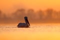 Dalmatian pelican, Pelecanus crispus, in Lake Kerkini, Greece. Bird with morning sunrise. Pelican with open wings. Wildlife scene Royalty Free Stock Photo