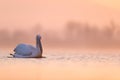 Dalmatian pelican, Pelecanus crispus, in Lake Kerkini, Greece. Bird with morning sunrise. Pelican with open wings. Wildlife scene Royalty Free Stock Photo