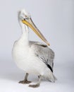 Dalmatian Pelican, Pelecanus crispus, 18 months old Royalty Free Stock Photo