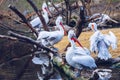 Dalmatian Pelican Pelecanus crispus in natural enviroment