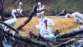 Dalmatian Pelican (Pelecanus crispus) in natural enviroment