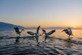 Dalmatian pelican Pelecanus crispus Royalty Free Stock Photo