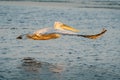 Dalmatian pelican (Pelecanus crispus) take off in Danube Delta a Royalty Free Stock Photo