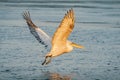 Dalmatian pelican (Pelecanus crispus) take off in Danube Delta a Royalty Free Stock Photo