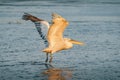 Dalmatian pelican (Pelecanus crispus) take off in Danube Delta a Royalty Free Stock Photo