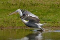 Dalmatian Pelican Pelecanus crispus take off after swimming on a lake Danube Delta, Romania with reeds and warm sun light in Royalty Free Stock Photo