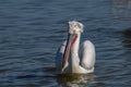 Dalmatian pelican Pelecanus crispus Wildlife in natural habitat Royalty Free Stock Photo