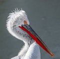 Dalmatian pelican Pelecanus crispus Wildlife in natural habitat Royalty Free Stock Photo