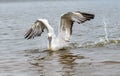 Dalmatian pelican Pelecanus crispus Wildlife in natural habitat Royalty Free Stock Photo